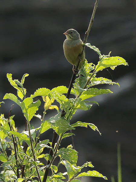 Peltosirkku, Ortolan Bunting, Emberiza hortulana
